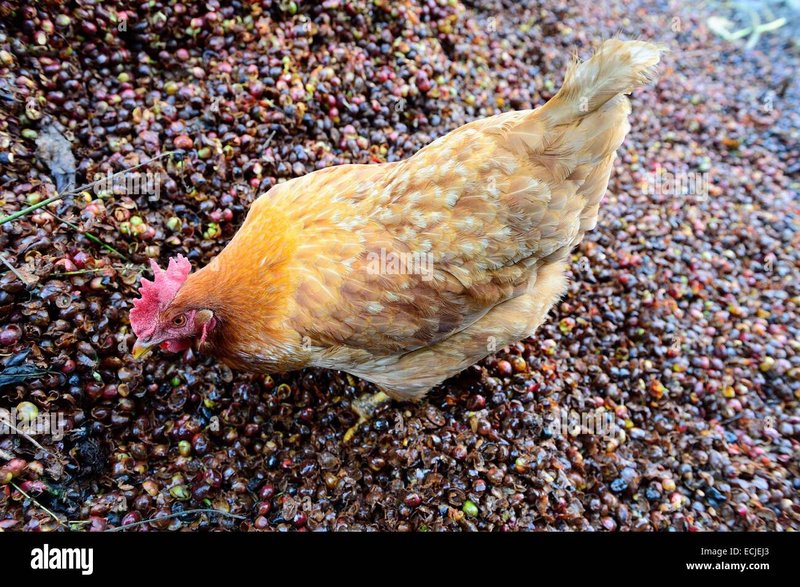 Learn about jugar chicken road