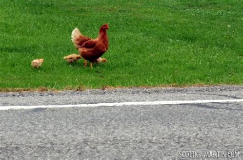 La Autopista de Pollo: Descubre los Secretos de Chicken Road en España in Spain